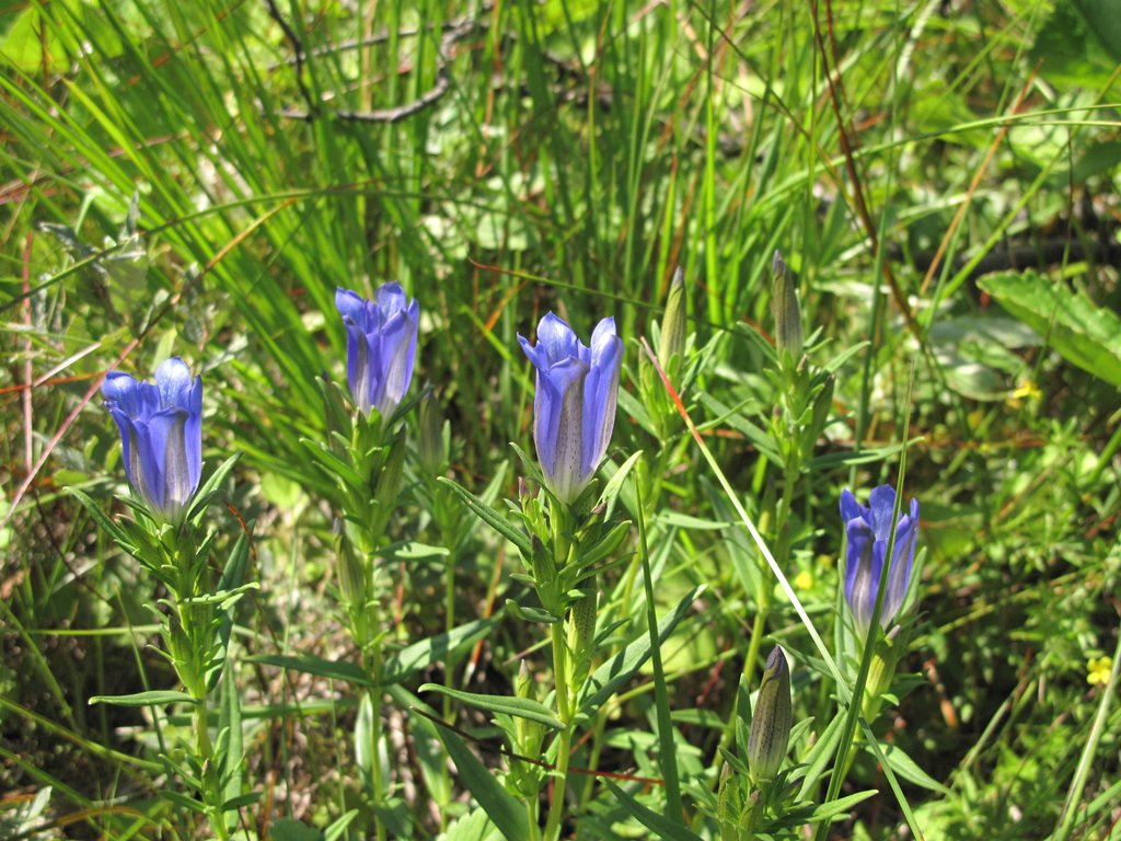 Gentiana pneumonanthe